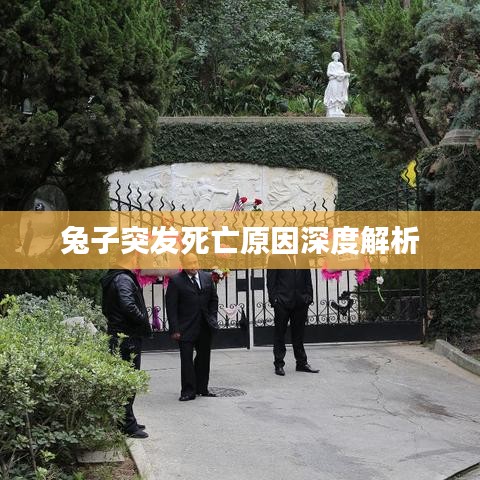 兔子突发死亡原因深度解析