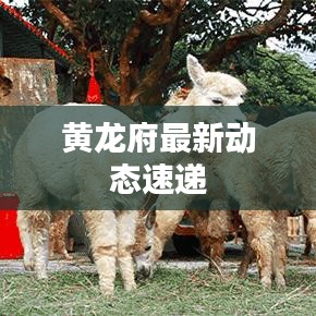 黄龙府最新动态速递