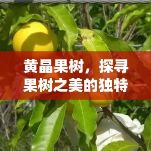 黄晶果树，探寻果树之美的独特魅力