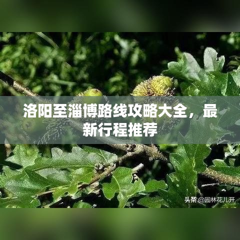 洛阳至淄博路线攻略大全，最新行程推荐