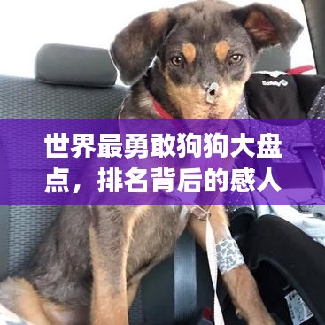 纲挈目张