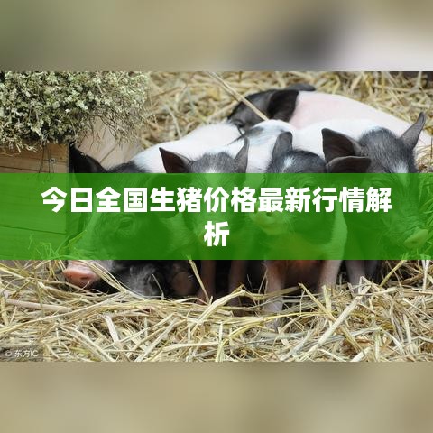 今日全国生猪价格最新行情解析