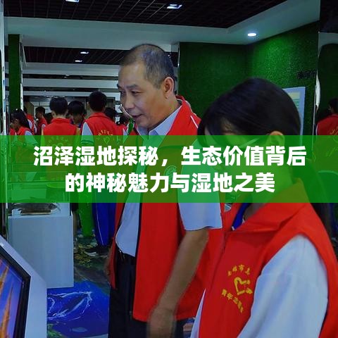 沼泽湿地探秘，生态价值背后的神秘魅力与湿地之美
