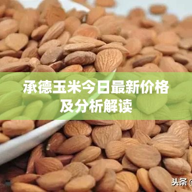承德玉米今日最新价格及分析解读