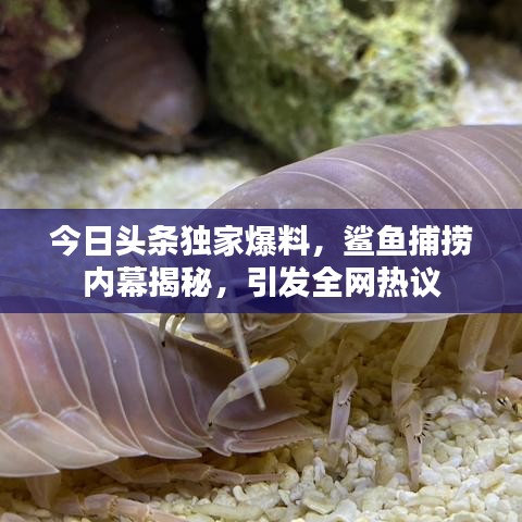 今日头条独家爆料，鲨鱼捕捞内幕揭秘，引发全网热议