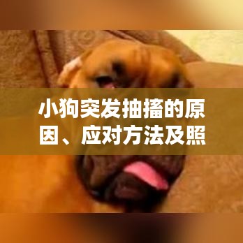小狗突发抽搐的原因、应对方法及照顾指南