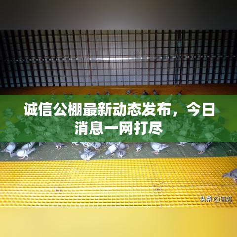诚信公棚最新动态发布，今日消息一网打尽