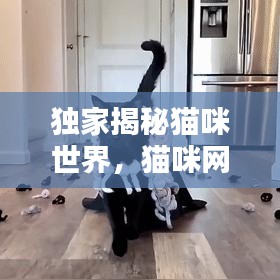 独家揭秘猫咪世界，猫咪网专属播放，探索猫咪独特魅力