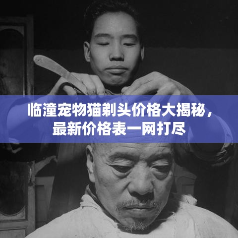 临潼宠物猫剃头价格大揭秘，最新价格表一网打尽
