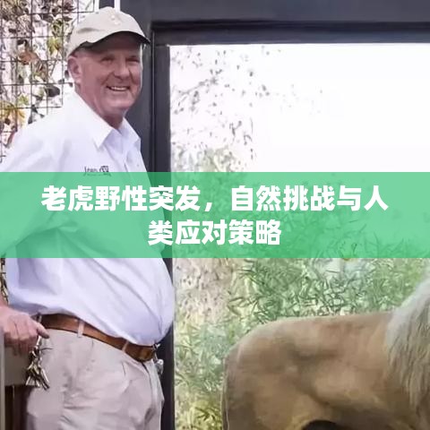 老虎野性突发，自然挑战与人类应对策略