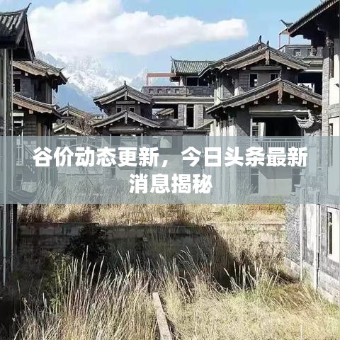 谷价动态更新，今日头条最新消息揭秘