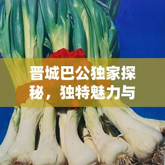 晋城巴公独家探秘，独特魅力与历史底蕴的完美结合