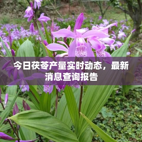 今日茯苓产量实时动态，最新消息查询报告