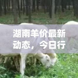 湖南羊价最新动态，今日行情分析与趋势预测