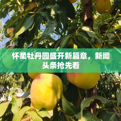 怀柔牡丹园盛开新篇章，新闻头条抢先看