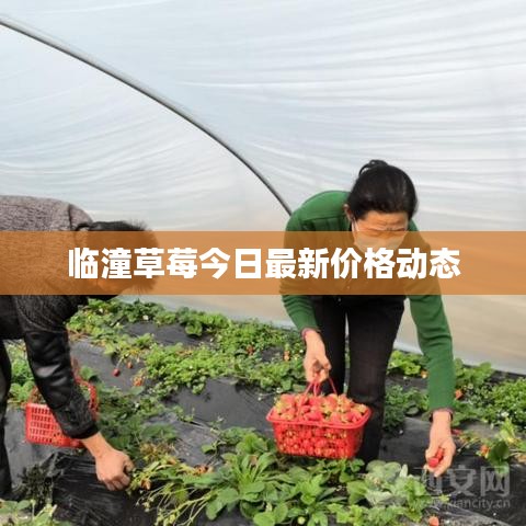 临潼草莓今日最新价格动态