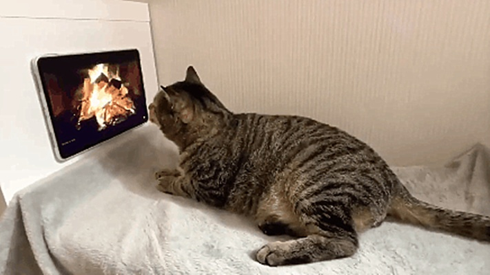 看片猫咪最新版本下载及篝火烹饪官方下载,持久性计划实施_N版_v7.603