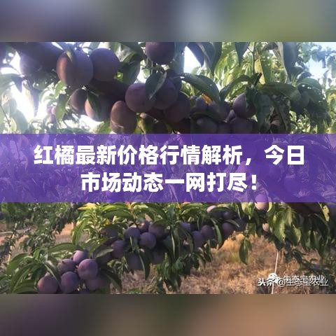 龙飞凤舞