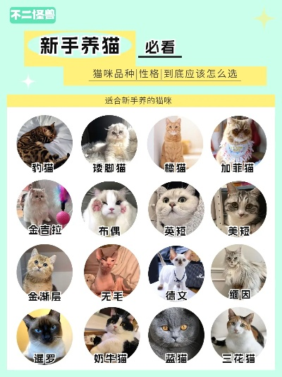官方下载地址猫咪,全面解答解释定义-精英款_v3.188