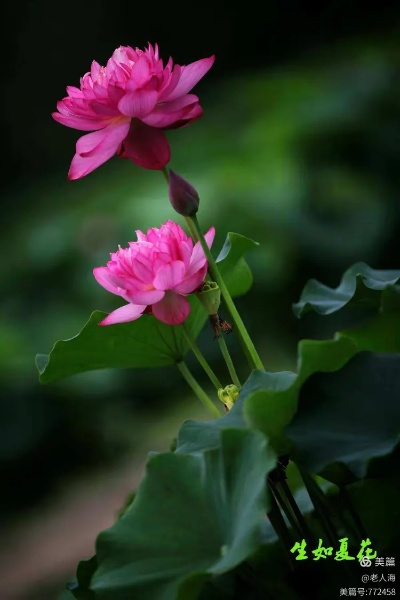 生如夏花版本或中兴官方商城下载,灵活解析设计-SHD_v1.194